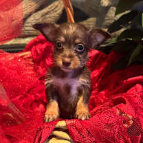 Thumbnail photo of KATE SPADE #3