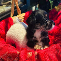 Thumbnail photo of BURBERRY #3