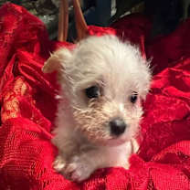 Thumbnail photo of DOONEY #3