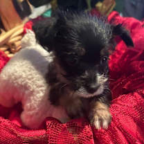 Thumbnail photo of BURBERRY #4