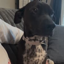 Thumbnail photo of Sadie #2