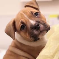 Thumbnail photo of Roast Beast (Beefy) #2