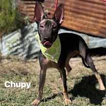 Thumbnail photo of Chupy #2