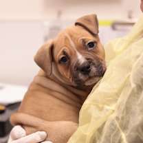 Thumbnail photo of Roast Beast (Beefy) #3