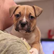 Thumbnail photo of Roast Beast (Beefy) #4