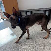 Thumbnail photo of Chupy #3