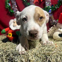 Thumbnail photo of Patchy Pete #3