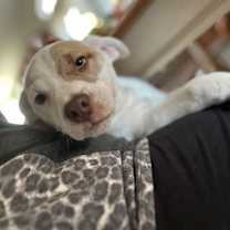 Thumbnail photo of Patchy Pete #4