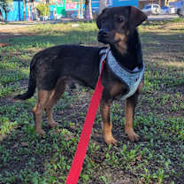 Thumbnail photo of Rocky #2