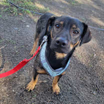 Thumbnail photo of Rocky #4