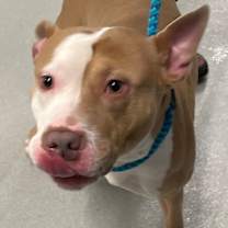 Thumbnail photo of Bella #1