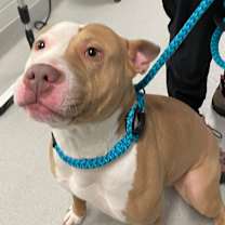 Thumbnail photo of Bella #2