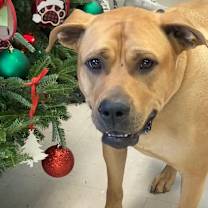 Thumbnail photo of Louie #1