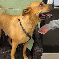 Thumbnail photo of Louie #2