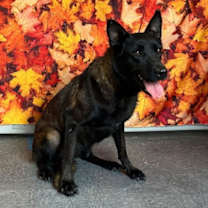 Thumbnail photo of Cranberry #1