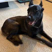 Thumbnail photo of Cranberry #2