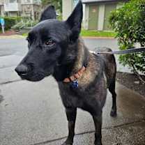 Thumbnail photo of Cranberry #3