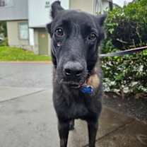 Thumbnail photo of Cranberry #4