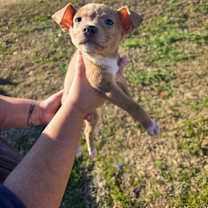 Thumbnail photo of Tiger-Available for adoption/ Awaiting S/N #1