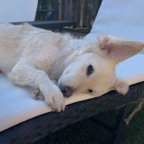 Thumbnail photo of Lady Elizabeth #3