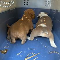 Thumbnail photo of Tiger-Available for adoption/ Awaiting S/N #3