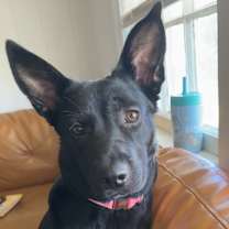 Thumbnail photo of Ruby #1