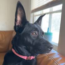 Thumbnail photo of Ruby #2