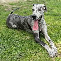 Thumbnail photo of Luna #1