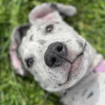 Thumbnail photo of Luna #4