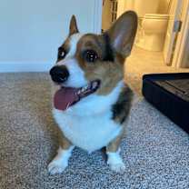 Thumbnail photo of Linus #2