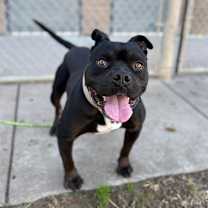 Thumbnail photo of Hoover #1