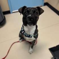 Thumbnail photo of Pepsi #1