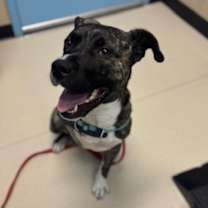 Thumbnail photo of Pepsi #2