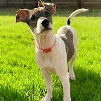 Thumbnail photo of 941 (2025) Ralsie #1