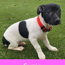 Thumbnail photo of 940 (2025) Suzie #2