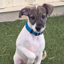 Thumbnail photo of 941 (2025) Ralsie #2