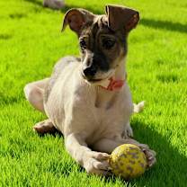 Thumbnail photo of 941 (2025) Ralsie #3