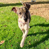 Thumbnail photo of 941 (2025) Ralsie #4