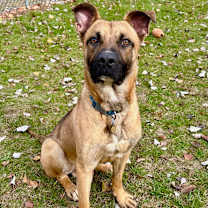 Thumbnail photo of Timber #2