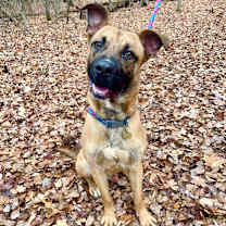 Thumbnail photo of Timber #4