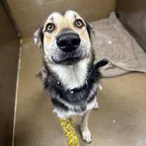 Thumbnail photo of Darcy #2