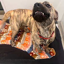 Thumbnail photo of Atalie #3