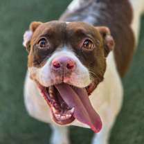 Thumbnail photo of Ginger #2