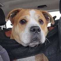 Thumbnail photo of Rudolph #4