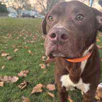 Thumbnail photo of Harrold #4