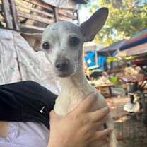 Thumbnail photo of Autumn Breeze #2