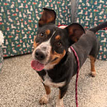 Thumbnail photo of Lotus #1