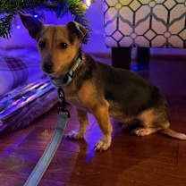 Thumbnail photo of Pufferfish #1