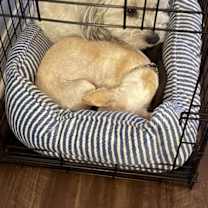 Thumbnail photo of Autumn Breeze #4