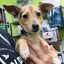 Thumbnail photo of Pufferfish #2